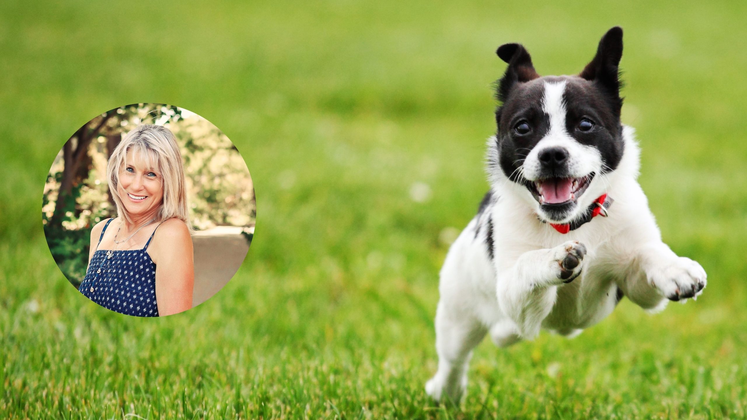 Stray Dog Brings Healing and Love to a Widow After Her Husband’s Passing