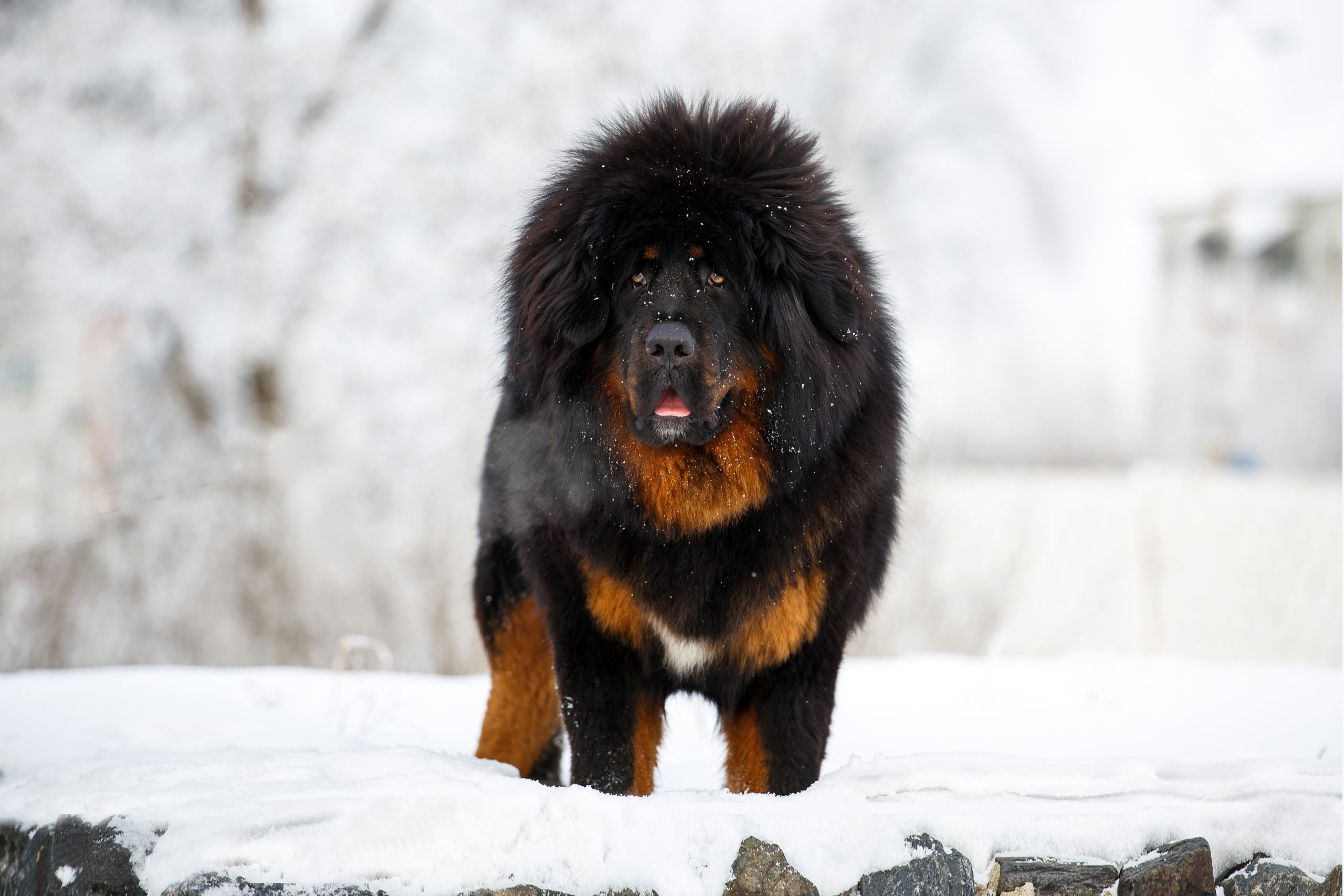 The Top 10 Most Expensive Dog Breeds to Own—from Frenchies to Mastiffs