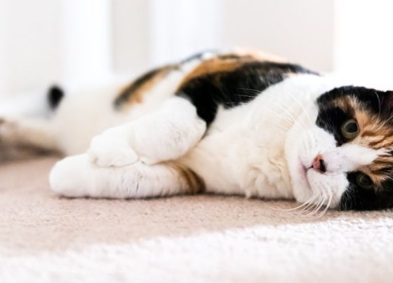 senior-pet-care:-help-your-aging-cat-or-dog-stay-happy-and-healthy