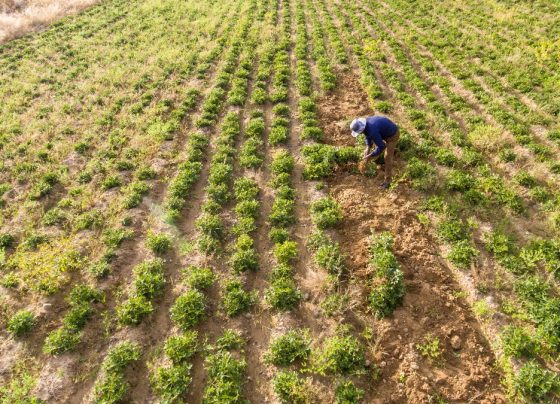 usda-offering-farmers-up-to-$250k-in-relief—see-if-you-qualify