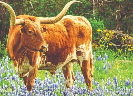 6-things-to-do-in-ennis,-texas—from-bluebonnet-trails-to-a-railroad-museum