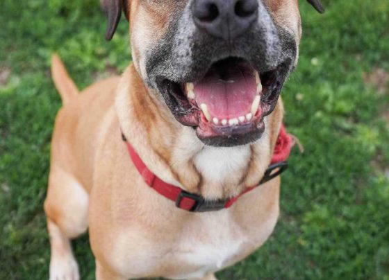 man’s-battle-with-cancer-leads-to-heartwarming-reunion-with-his-dog