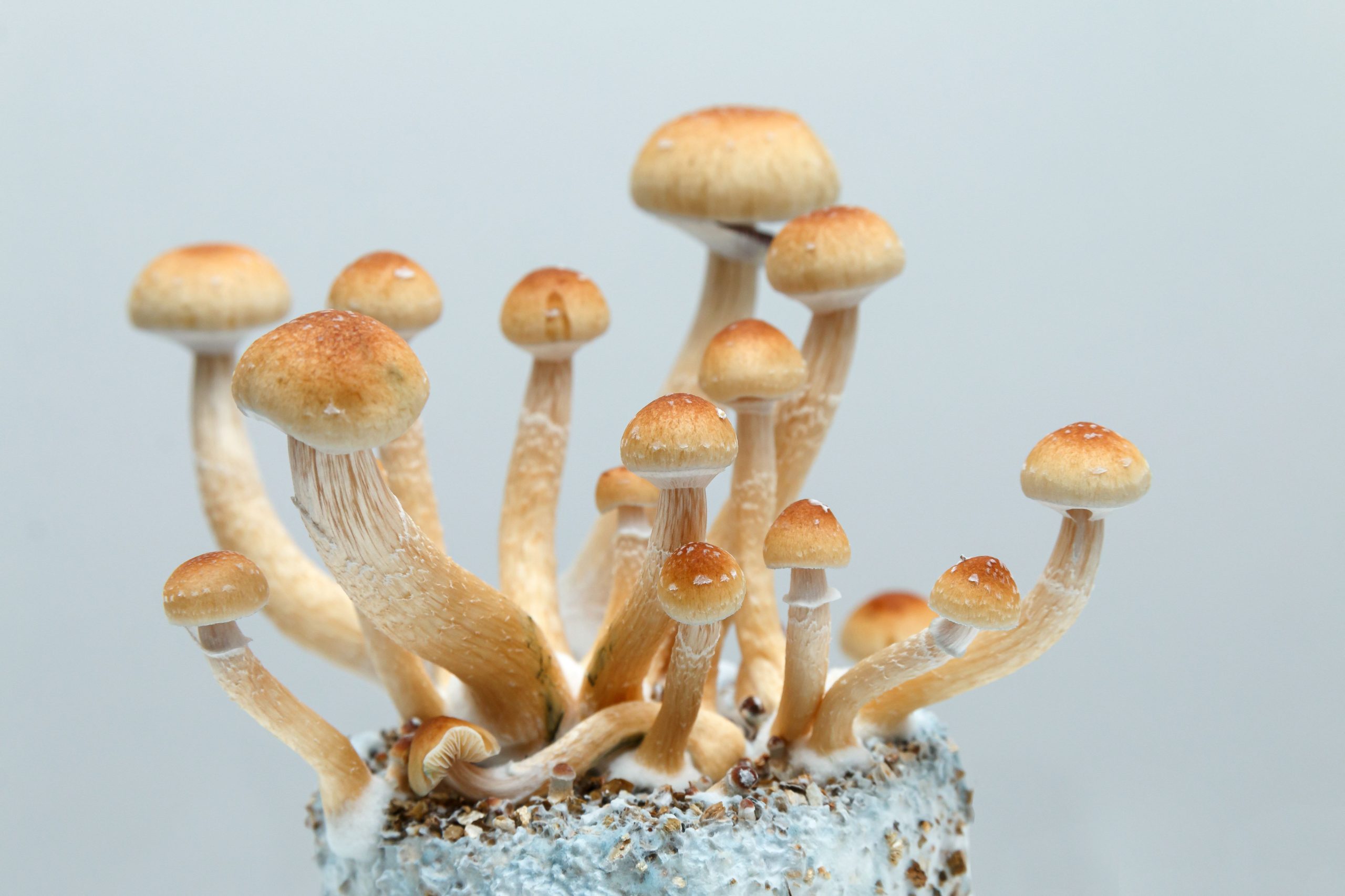 Psychedelic Science 2025: Clinical Perspectives on Psychedelics in Palliative Oncology