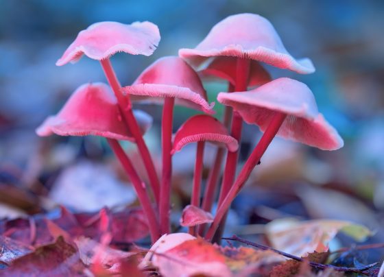 psilocybin,-ketamine,-and-mdma-in-cancer-care:-next-steps-in-psychedelic-research