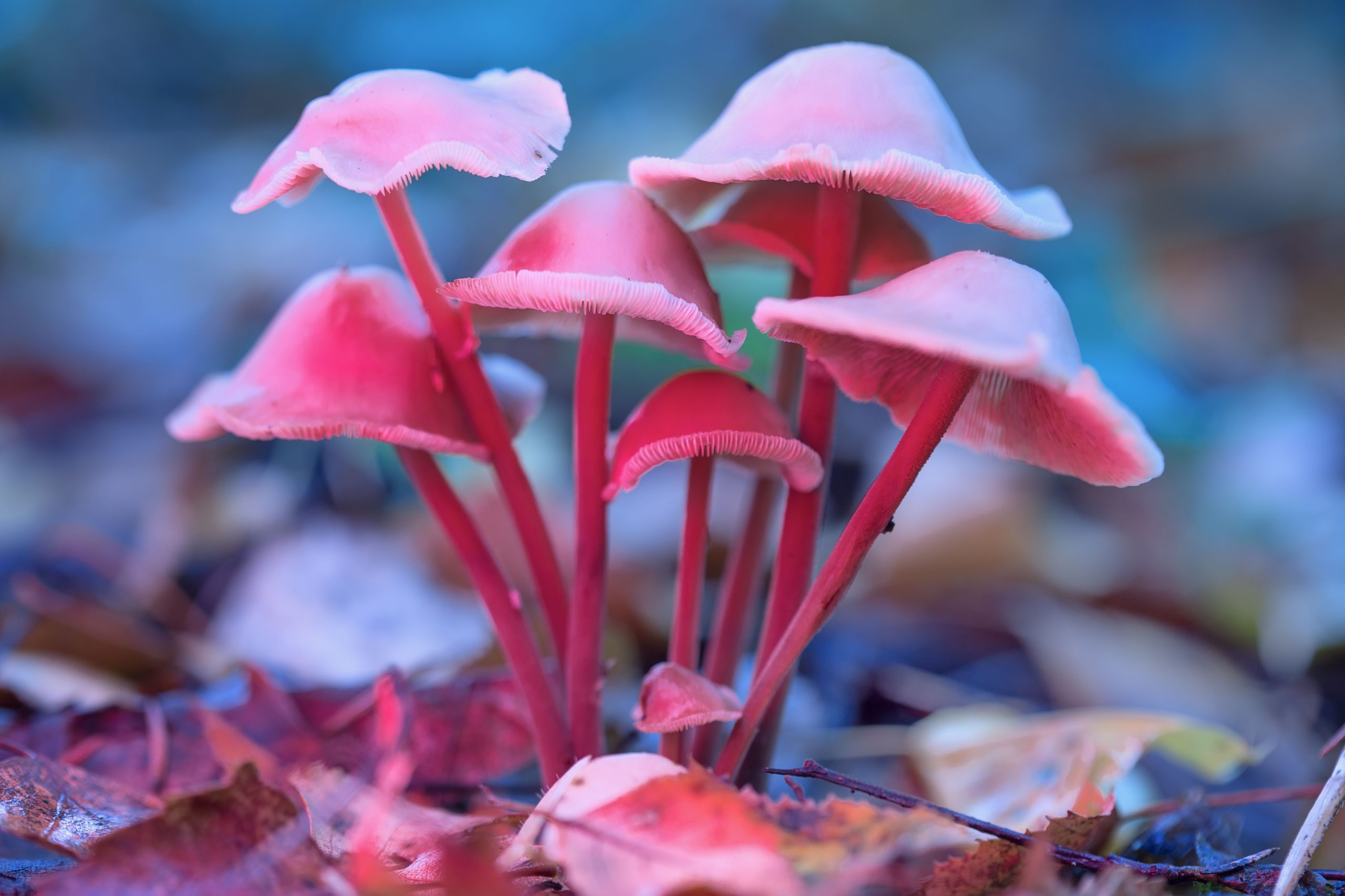 Psilocybin, Ketamine, and MDMA in Cancer Care: Next Steps in Psychedelic Research