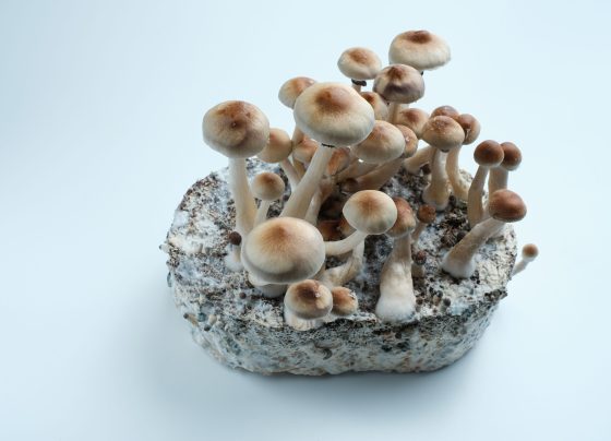 integrating-emotional-healing-through-psychedelics-into-everyday-oncology-practice