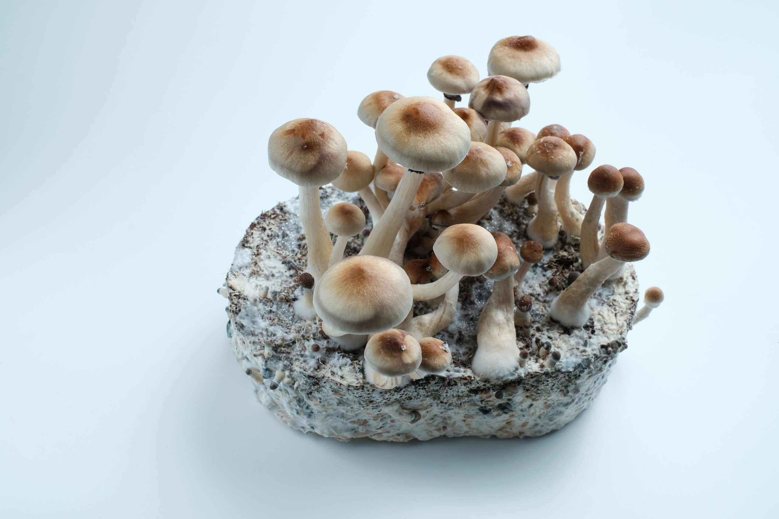 Integrating Emotional Healing Through Psychedelics Into Everyday Oncology Practice