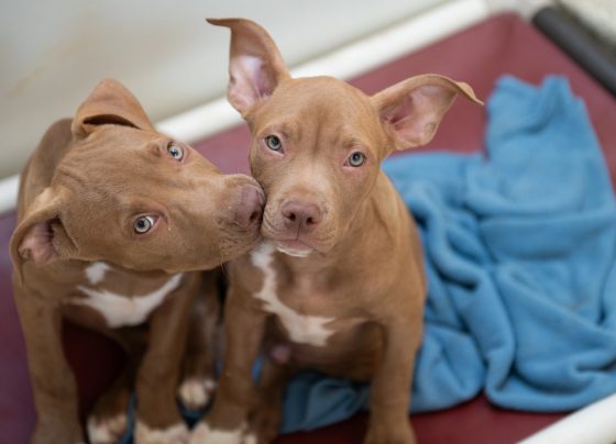 127-dogs-and-cats-rescued-from-texas-shelters