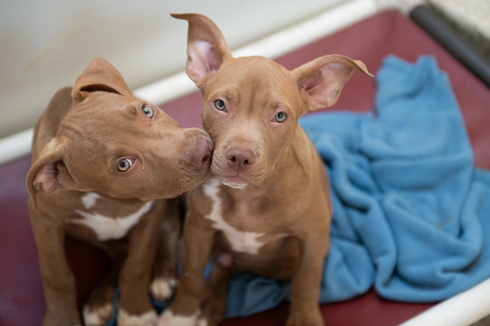 127 Dogs and Cats Rescued From Texas Shelters