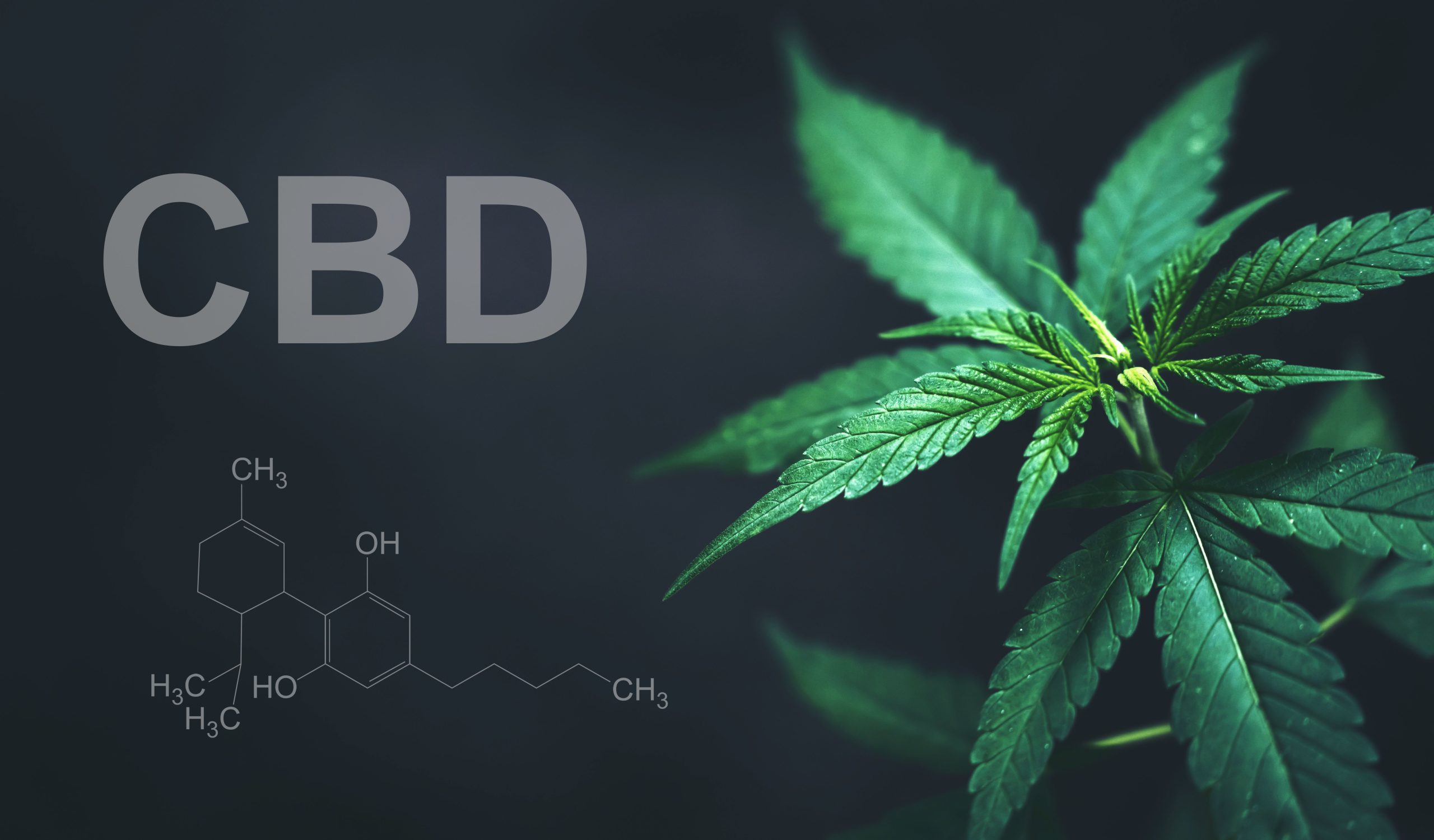 Daily CBD Use at Consumer-Level Doses May Elevate Liver Enzymes, FDA-Led Trial Shows
