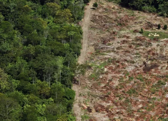coach’s-leather-could-pose-deforestation-threat:-report