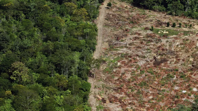 Coach’s leather could pose deforestation threat: report