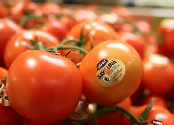 us-installs-17%-duty-on-tomatoes-from-mexico