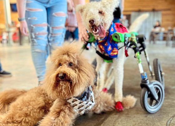 this-special-needs-pup-couldn’t-walk—now-he’s-spreading-joy-to-thousands-with-every-wobble
