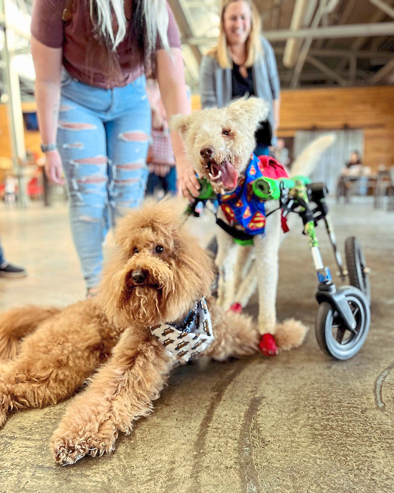 This Special Needs Pup Couldn’t Walk—Now He’s Spreading Joy to Thousands With Every Wobble