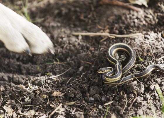 have-snakes-in-your-yard?-follow-these-tips-&-tricks-to-keep-them-out-for-good