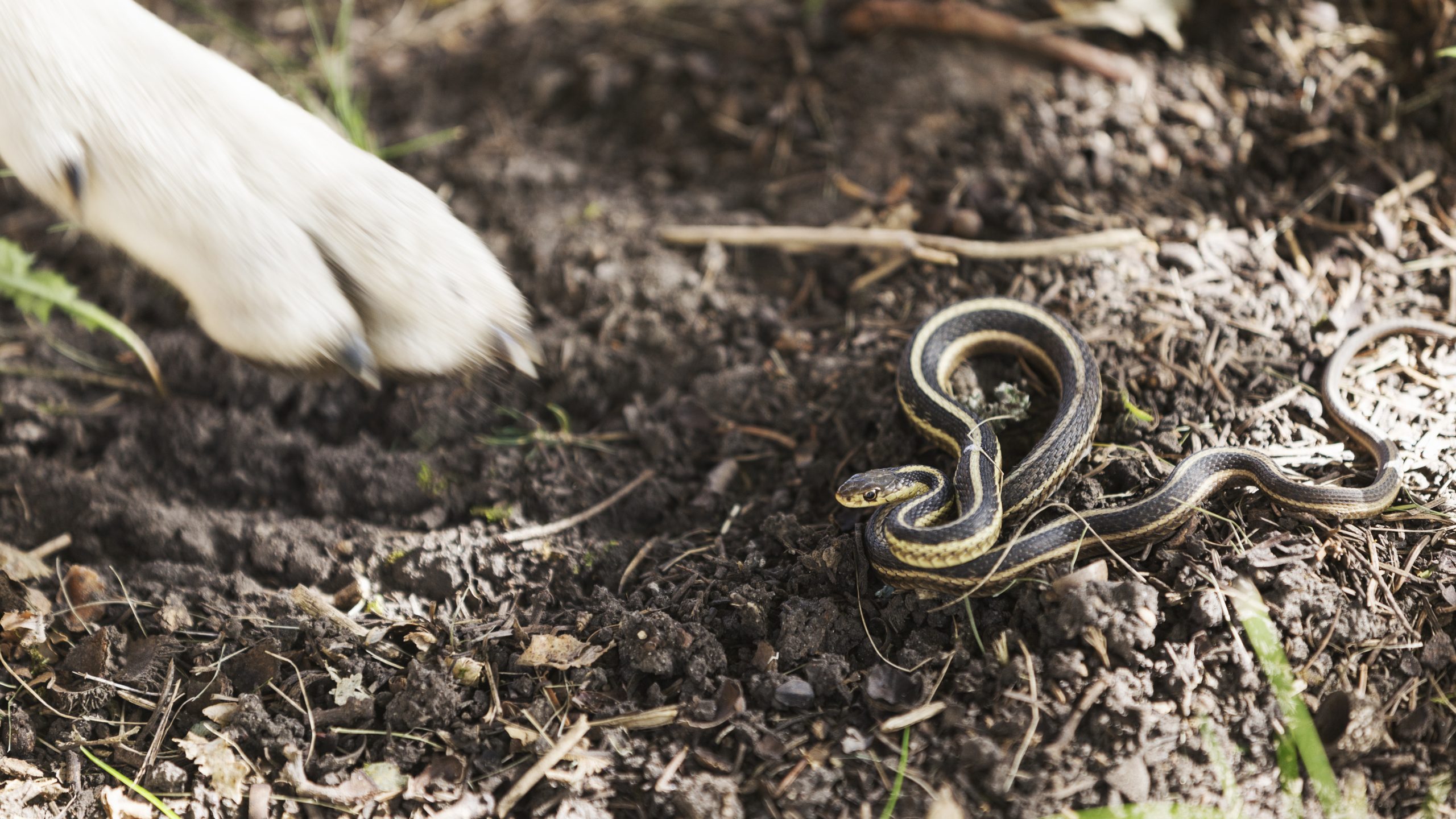 Have Snakes In Your Yard? Follow These Tips & Tricks To Keep Them Out For Good