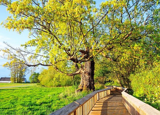 6-things-to-do-in-olympia,-washington—from-parks-to-a-flight-museum