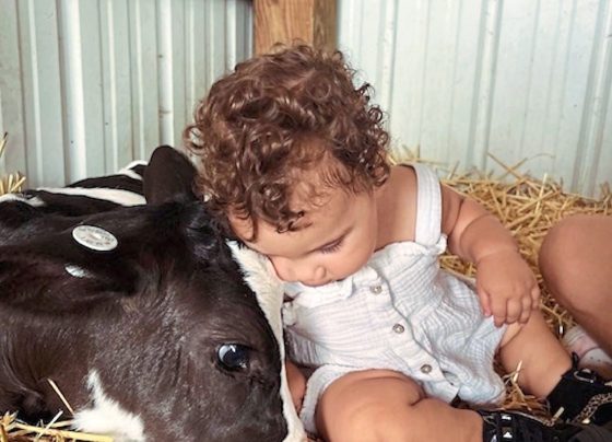 cow-cuddling-business-brings-comfort-and-healing