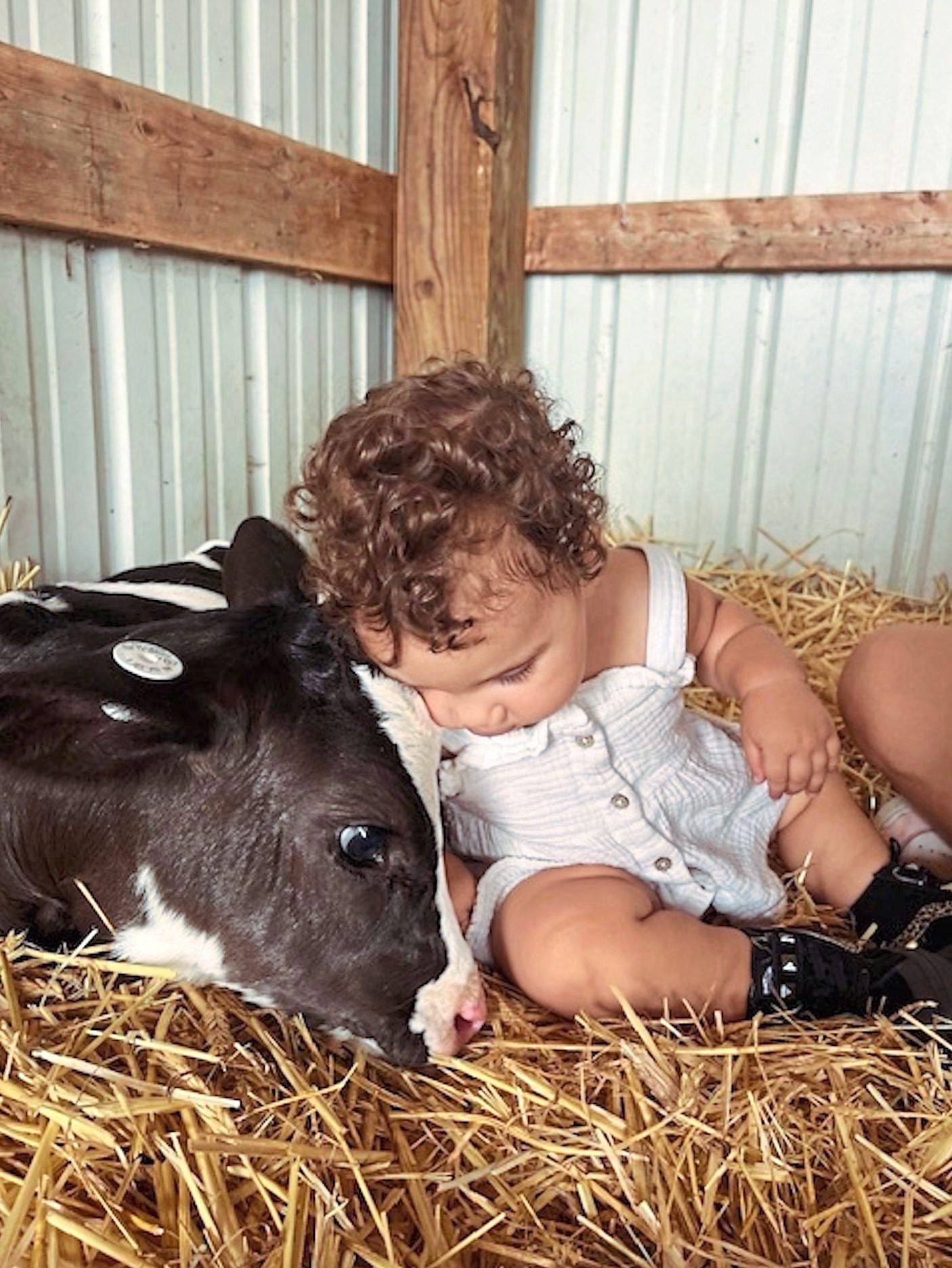 Cow Cuddling Business Brings Comfort and Healing