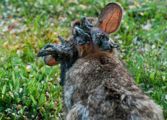 colorado-residents-react-to-the-now-viral-rabbits-with-tentacles:-‘yuck’