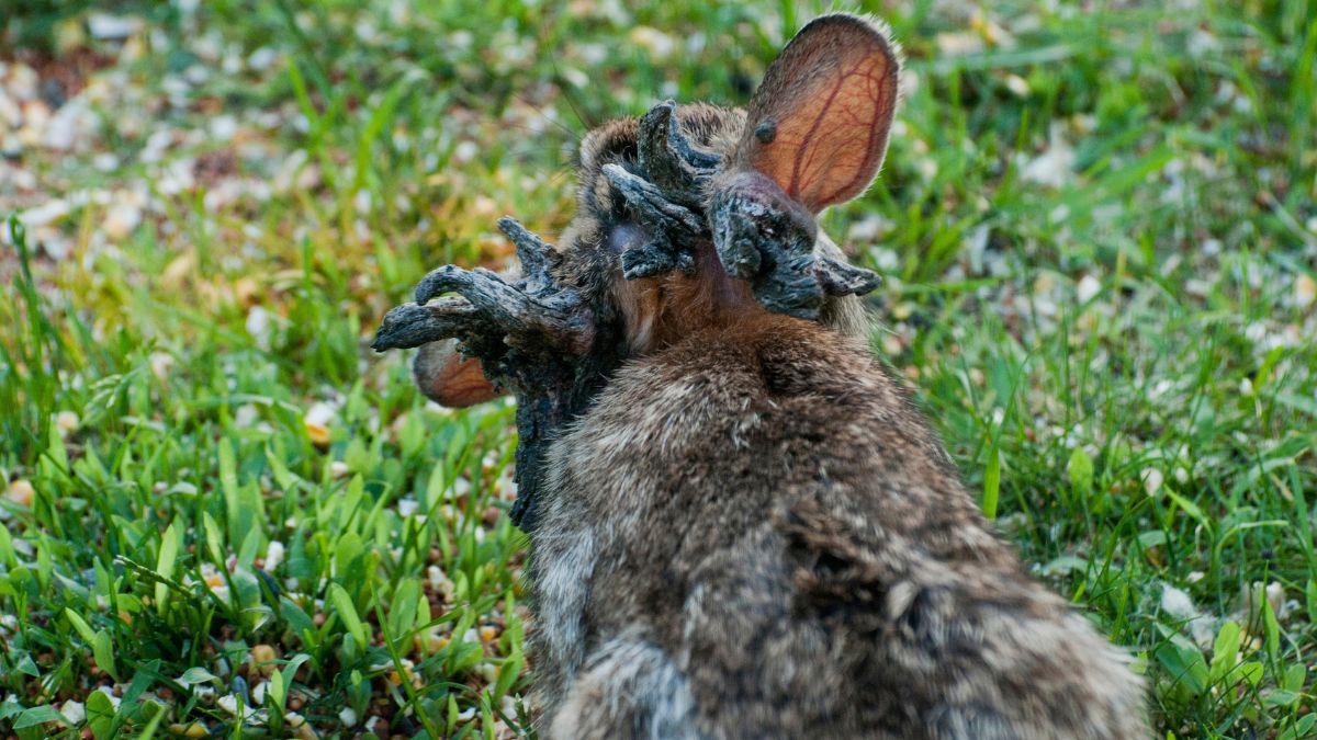 Colorado Residents React to the Now Viral Rabbits With Tentacles: ‘Yuck’