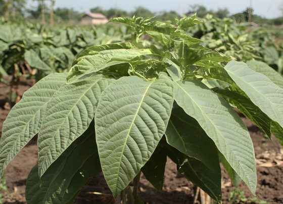 natural-alkaloids-from-mitragyna-speciosa-show-potential-as-novel-her2-inhibitors-in-breast-cancer