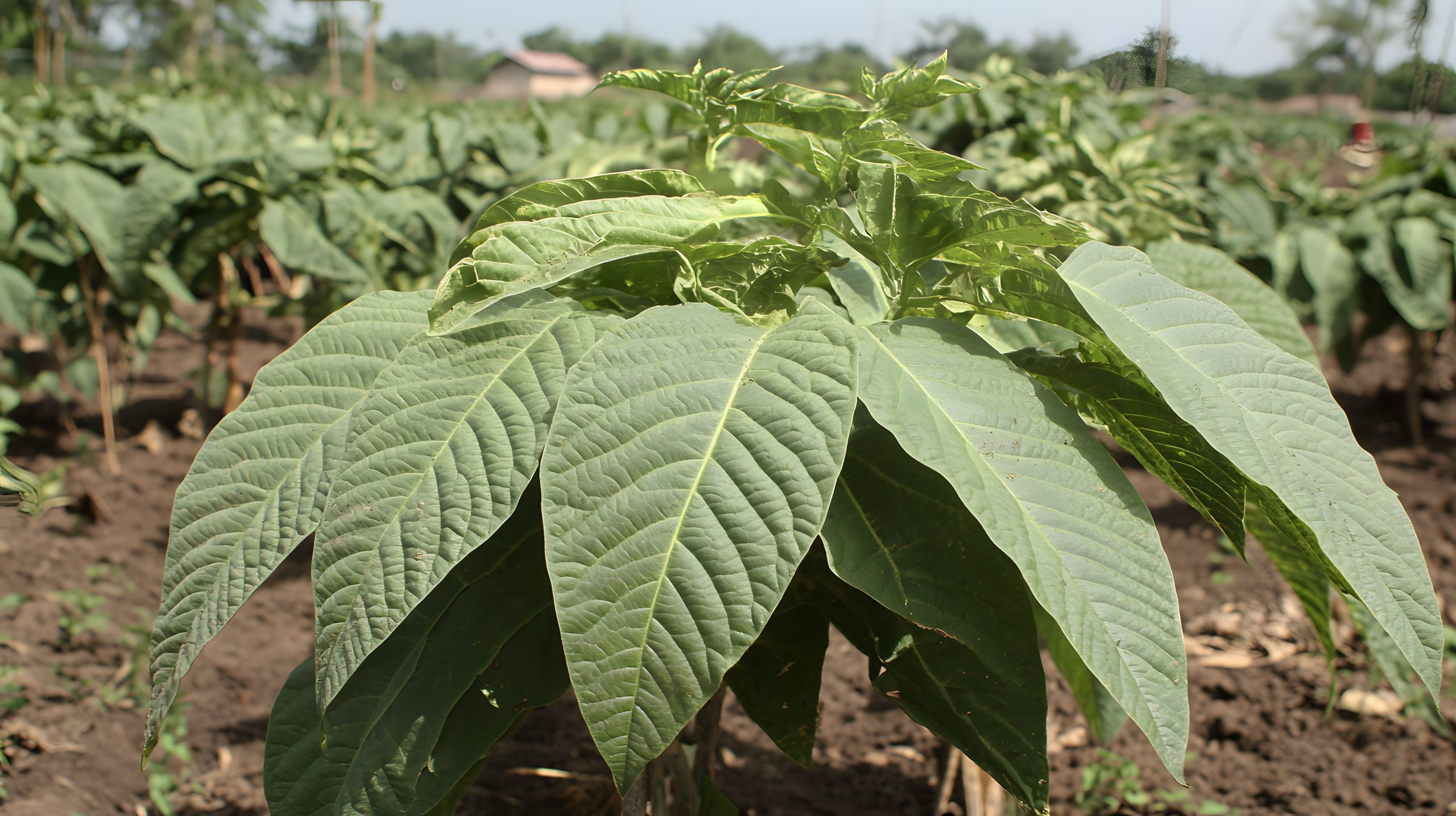 Natural Alkaloids From Mitragyna speciosa Show Potential as Novel HER2 Inhibitors in Breast Cancer