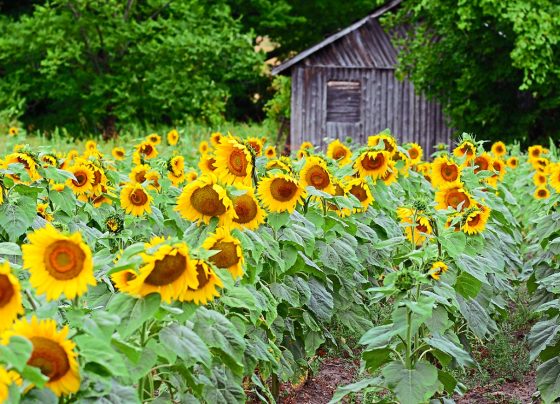 6-things-to-do-in-traverse-city,-mich—lighthouses-to-wineries