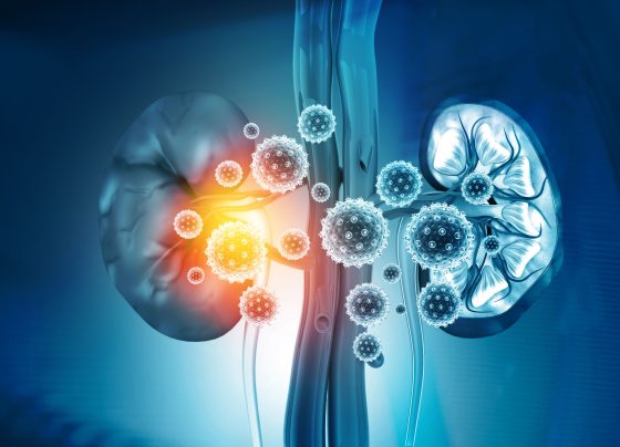 mitochondria-targeted-therapies-may-transform-acute-kidney-injury-treatment