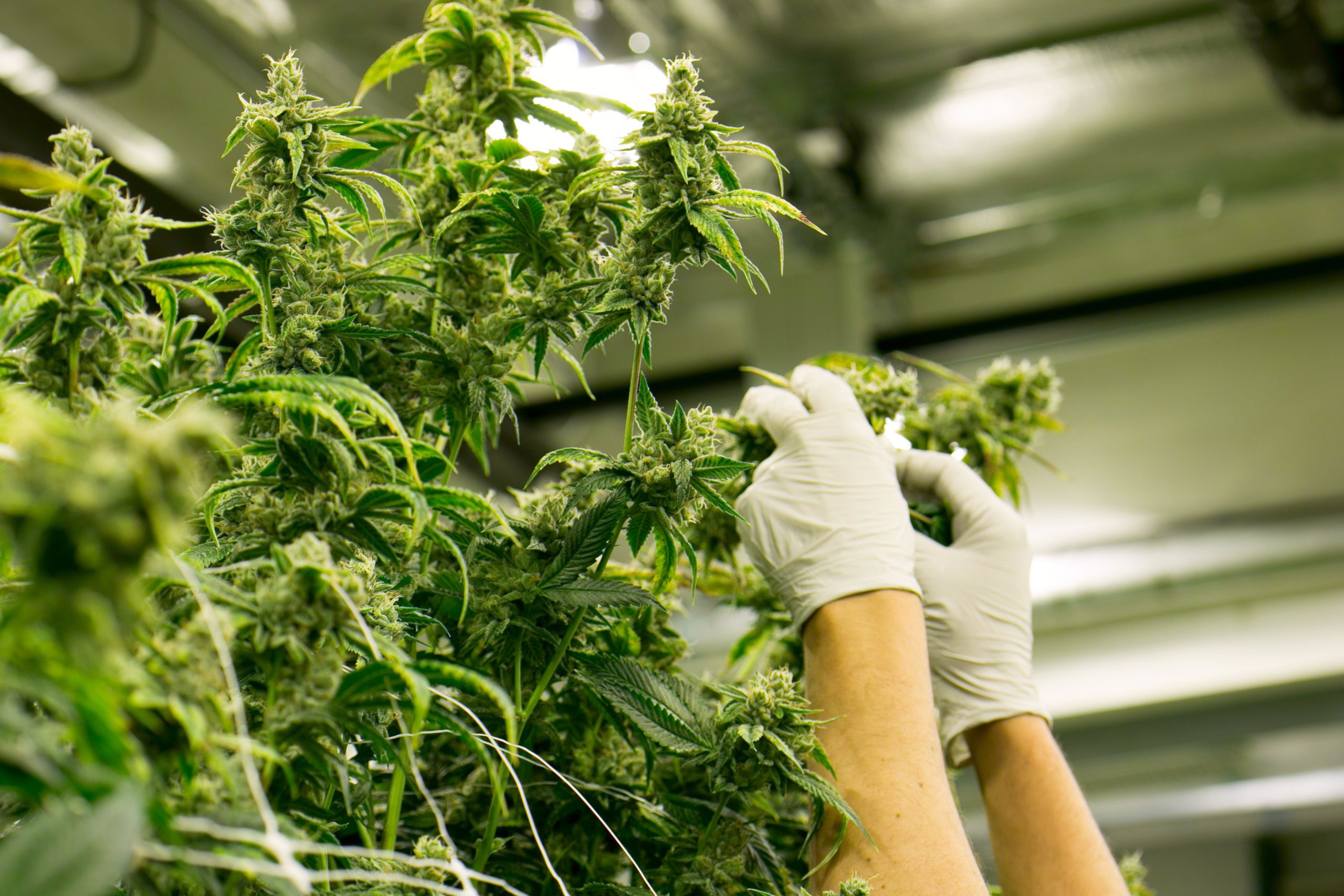 Understanding Cannabis-Linked Paranoia: Motives, Trauma, and Clinical Implications