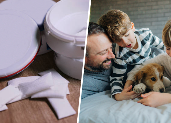 properly-store-nicotine-pouches-to-prevent-accidental-exposure-to-children-and-pets