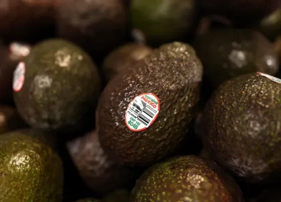 mexico’s-avocado-industry-pledges-deforestation-free-exports-by-2026