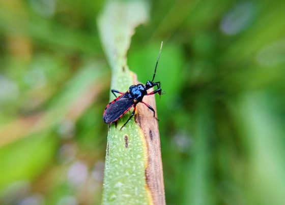 what-pharmacists-should-know-as-chagas-disease-circulates-in-the-us