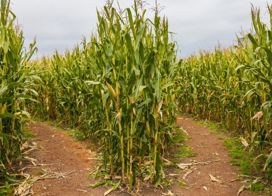 from-star-trek-to-t-swift—the-wildest-corn-maze-designs-we’ve-ever-seen