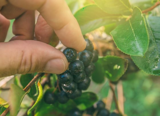 aronia-fruit-extract-is-promising-adjunct-in-managing-metabolic-syndrome-in-older-adults