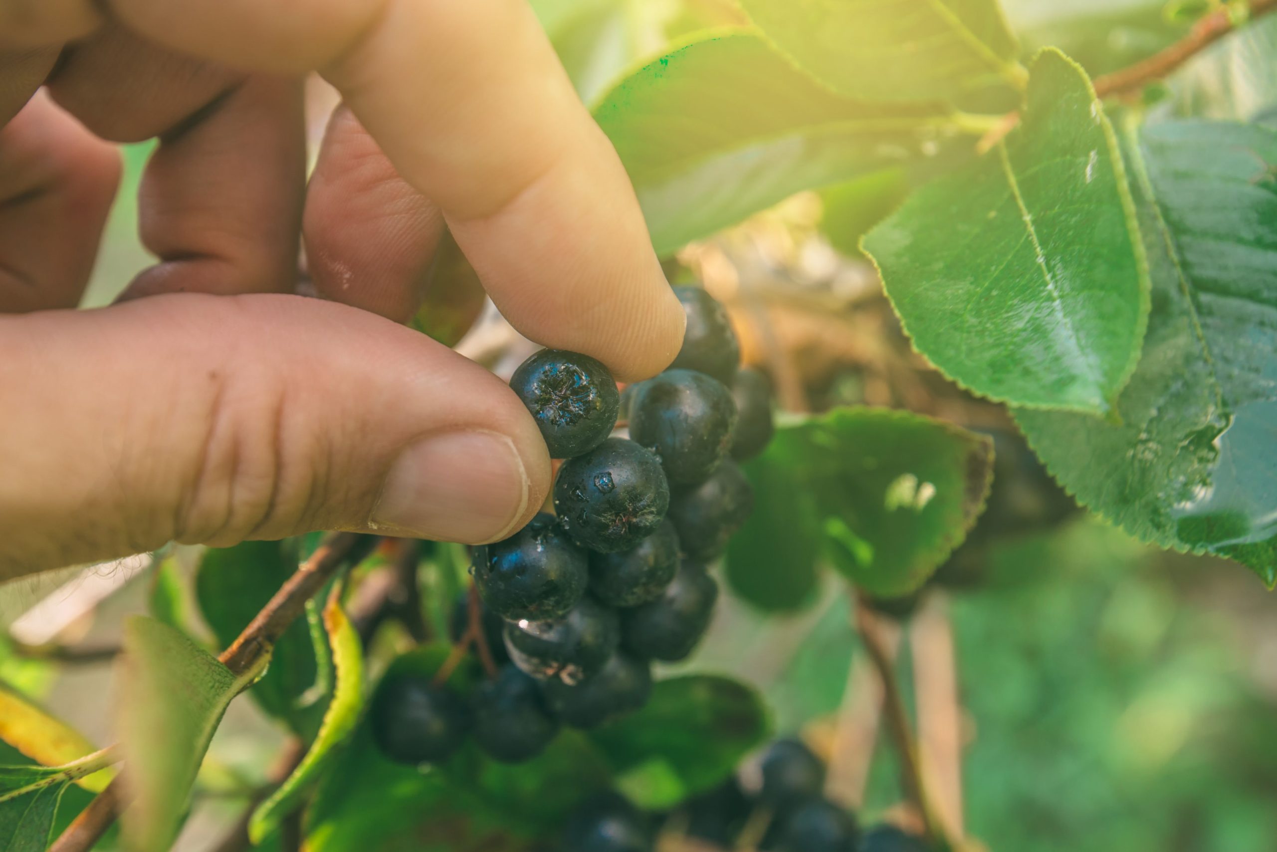 Aronia Fruit Extract is Promising Adjunct in Managing Metabolic Syndrome in Older Adults