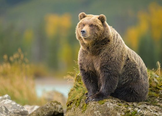 fat-bear-week-is-back!-vote-for-your-favorite-chunky-champion
