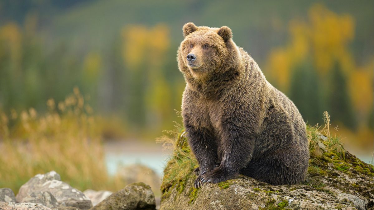 Fat Bear Week Is Back! Vote for Your Favorite Chunky Champion