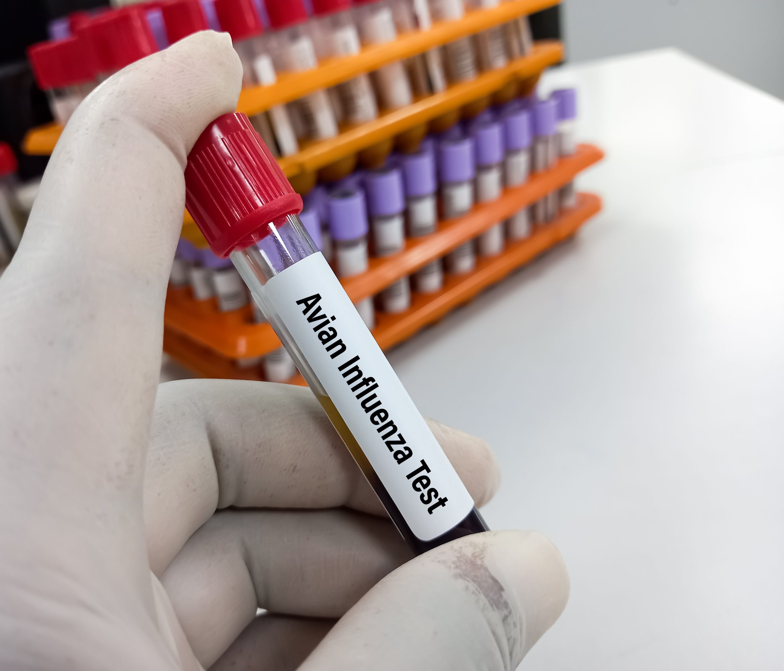 <![CDATA[Clinical and Public Health Implications of Recent H5N1 Poultry Outbreaks]]>