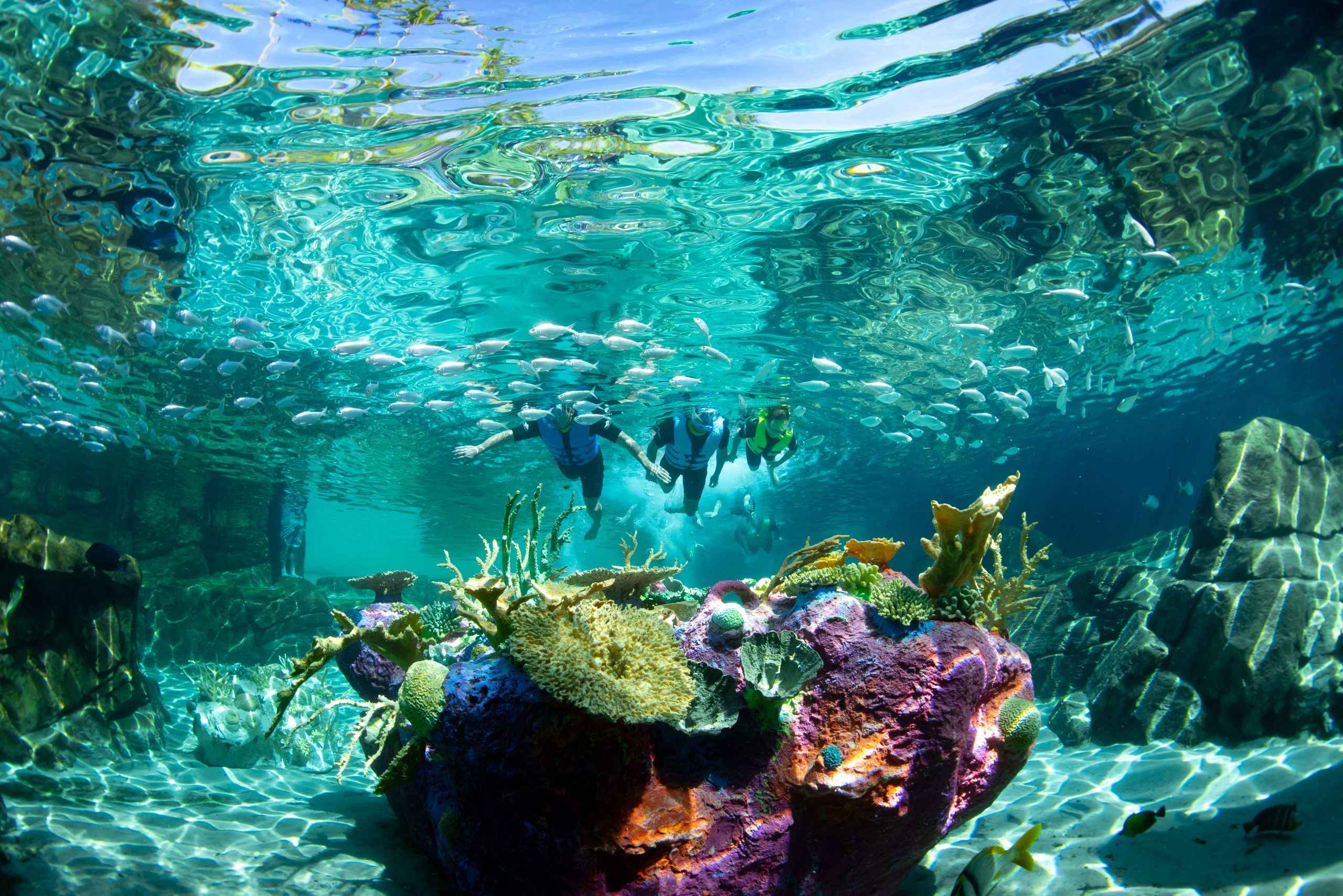 Inside Orlando’s Hidden Paradise, Where You Can Swim With Dolphins for 40% off This Fall
