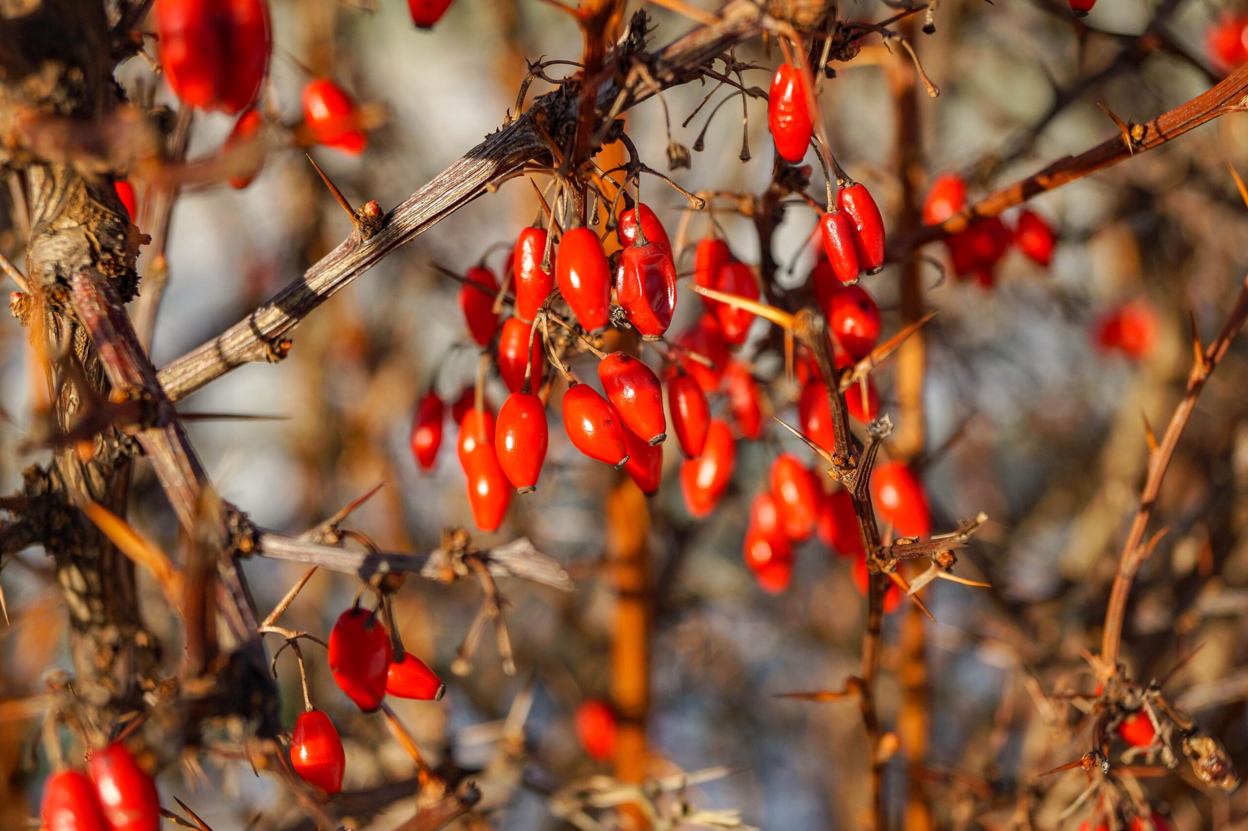 <![CDATA[Is Berberine Nature’s GLP-1?]]>