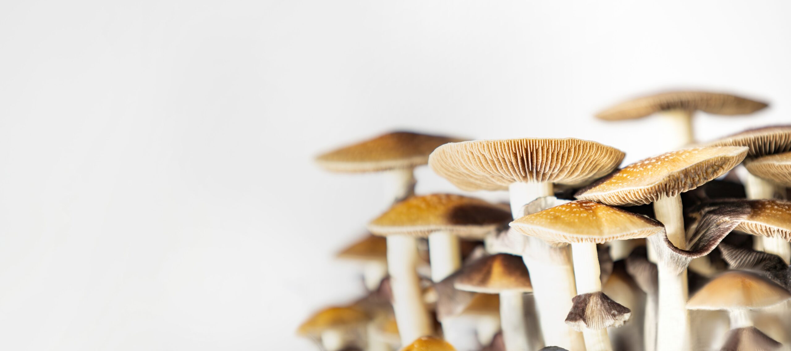 <![CDATA[Interview with Sa'ed al-Olimat, PharmD: How Pharmacists are Shaping the Future of Psychedelic Therapy]]>
